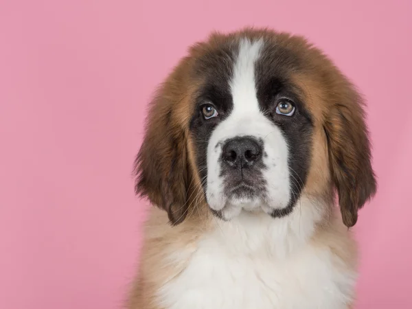 Portrait de Chiot Saint Bernard — Photo