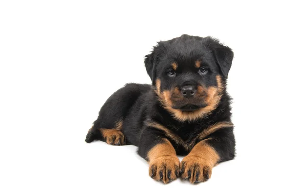 Cachorro Rottweiler acostado — Foto de Stock