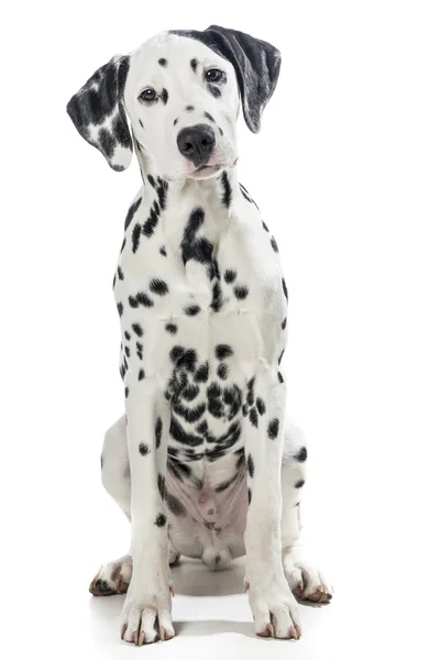 Dalmatinerhund sitzend — Stockfoto