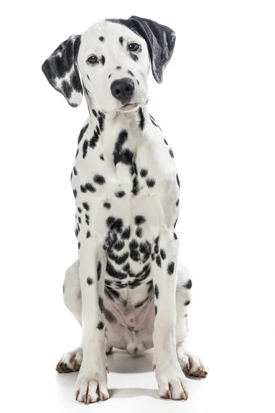 Dalmaçya köpeği oturan