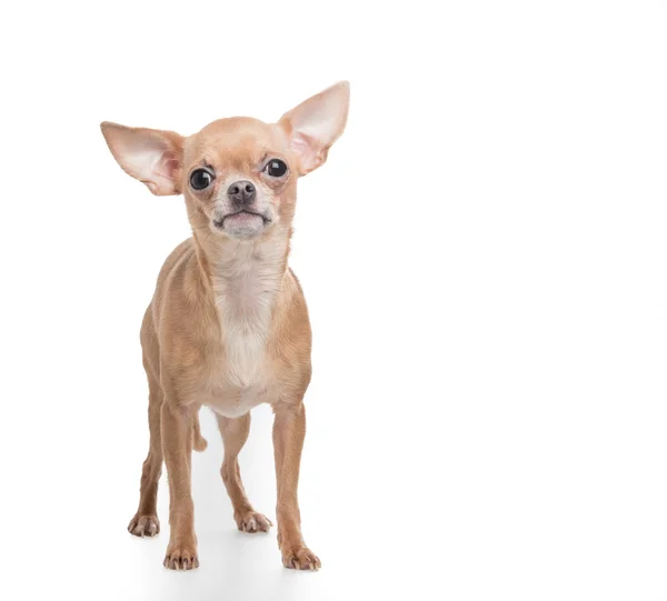 Chihuahua perro de pie — Foto de Stock