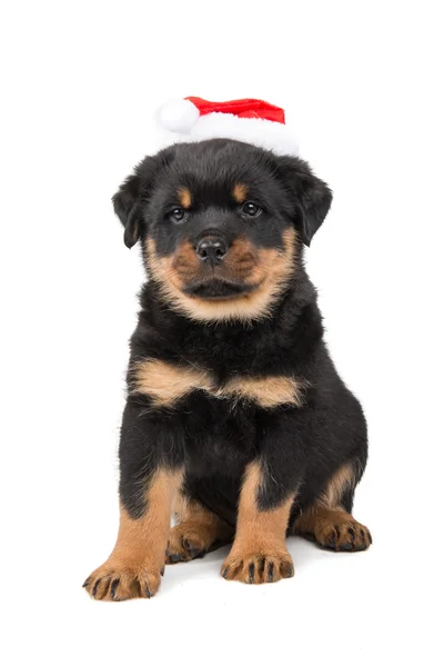 Bonito cachorro rottweiler usando chapéu de Papai Noel — Fotografia de Stock