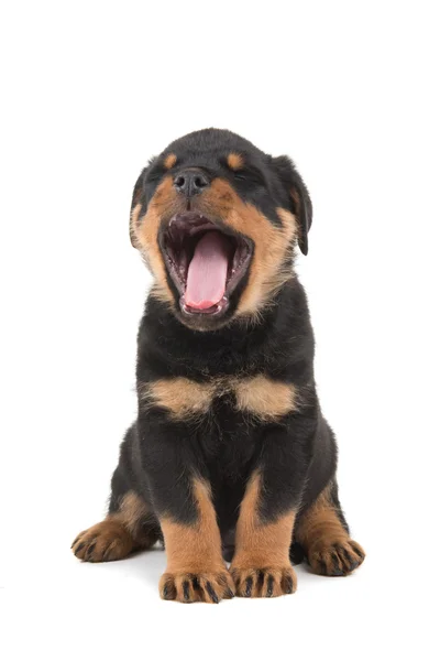 Yawning rottweiler puppy dog — Stock Photo, Image