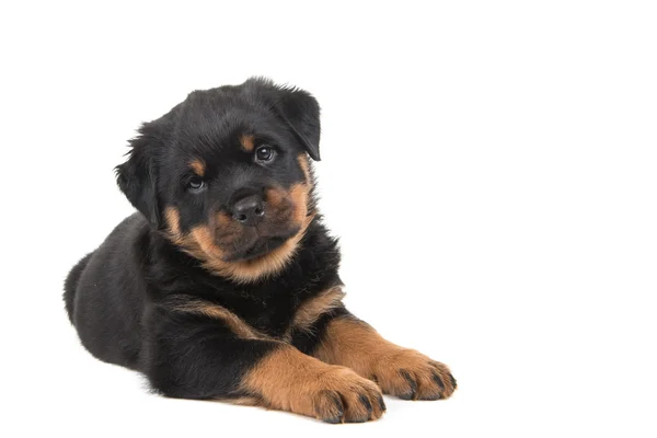 Cute rottweiler puppy lying down — Stock Photo, Image