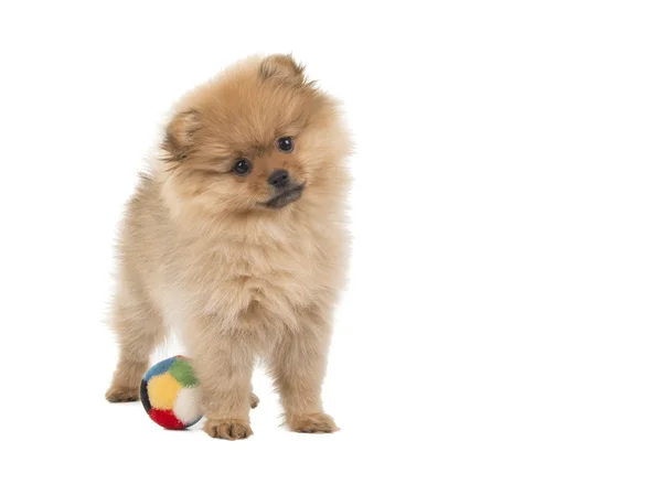 Carino pomerania cucciolo in piedi — Foto Stock