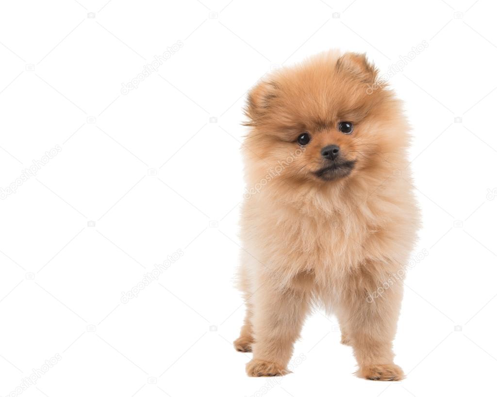 Standing cute pomeranian puppy dog
