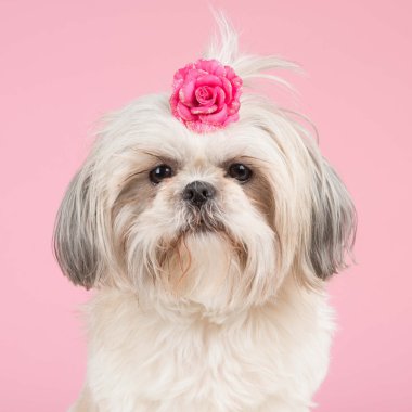 Shih-tzu köpek portre pembe bir yay ile