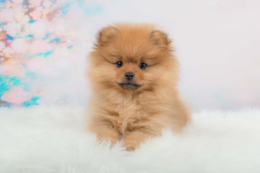 sevimli pomeranian köpek