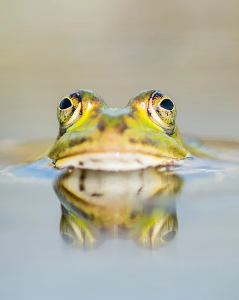 Zielona żaba z jego refleksji — Zdjęcie stockowe