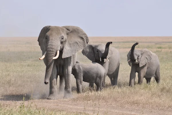 Elefantenherde in freier Wildbahn — Stockfoto