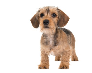 Sevimli köpek yavrusu ayakta