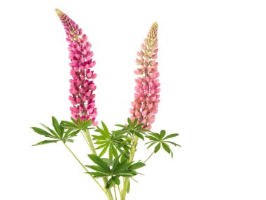 acı bakla pembe çiçekler