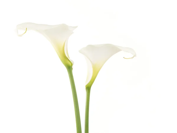 2 つの白いオランダカイウユリ花 — ストック写真