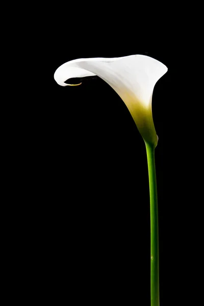 Lirio de Calla sobre un fondo negro — Foto de Stock