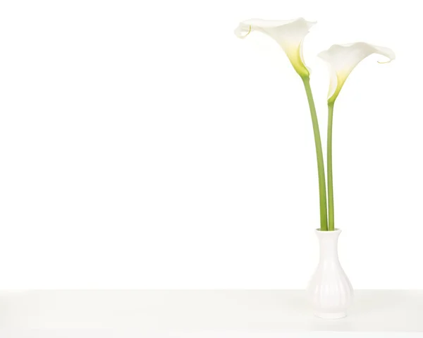 Dwa kwitnących lilii calla w biały wokół — Zdjęcie stockowe