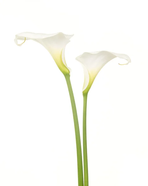 Duas flores de calla branco florescendo — Fotografia de Stock