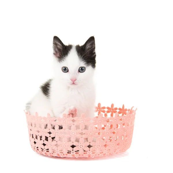 Gato bebê bonito preto e branco em uma cesta rosa — Fotografia de Stock