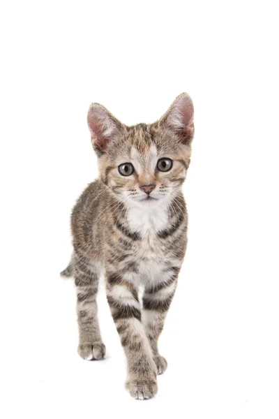 Cute tabby kitten cat walking towards you — Stock Photo, Image