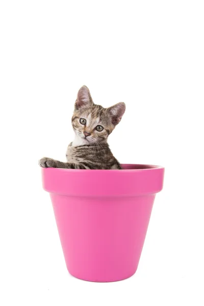 Carino gatto gattino tabby in un vaso di fiori rosa — Foto Stock