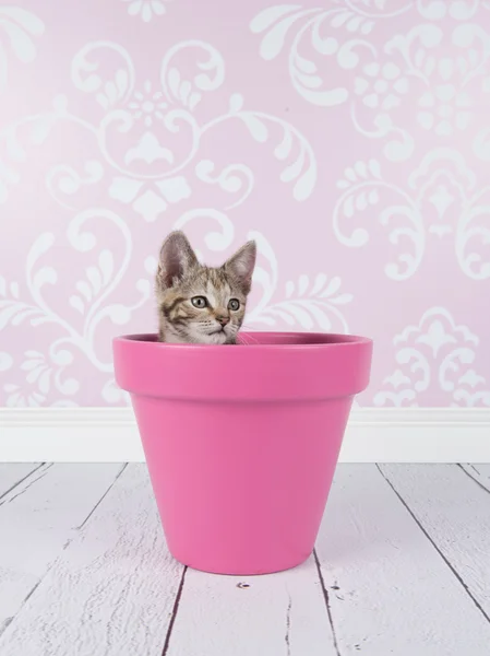 Gatinho bonito escondido em vaso de flores rosa — Fotografia de Stock
