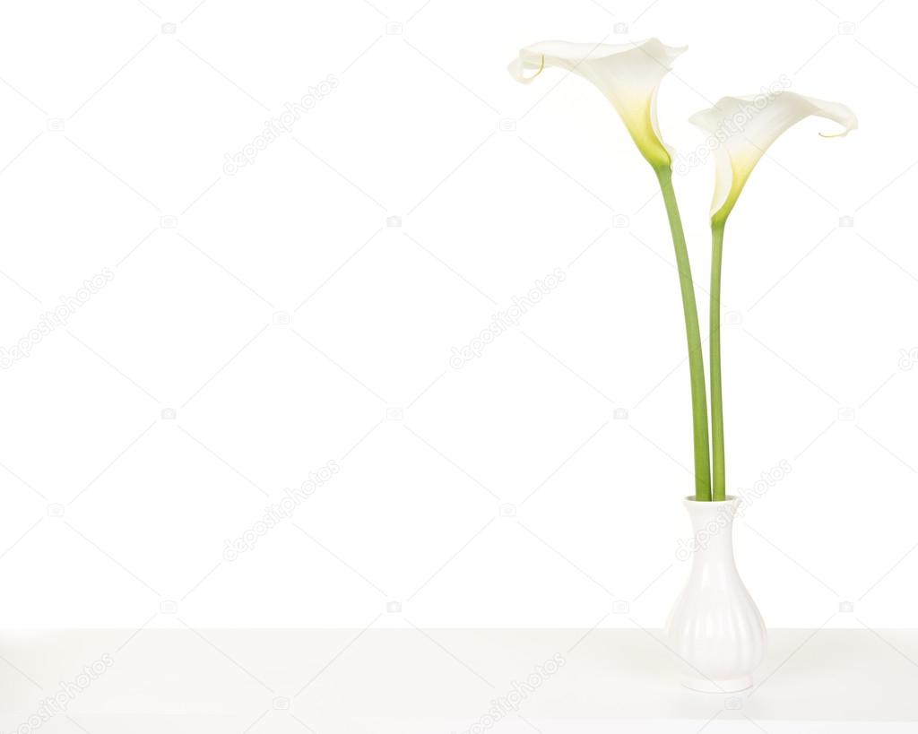 Two blooming calla lilies in a white surrounding