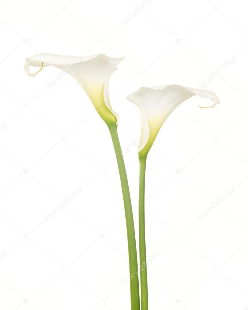 Two blooming white calla flowers