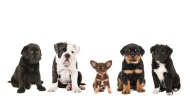 Farklı doğurmak-in köpek köpekler üst üste