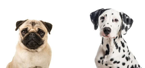 Duo retrato de um cão pug e dalmatian — Fotografia de Stock