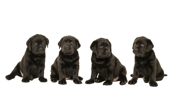 Чотири чорних сидячих лабрадора ретривер цуценя собаки — стокове фото