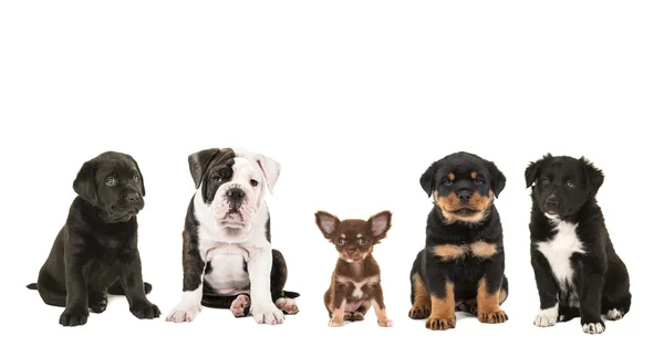 Razze diverse di cani di cucciolo in fila — Foto Stock