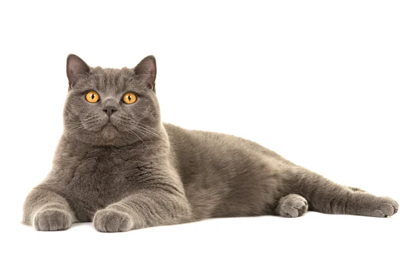 Bastante britânico gato de cabelo curto deitado — Fotografia de Stock