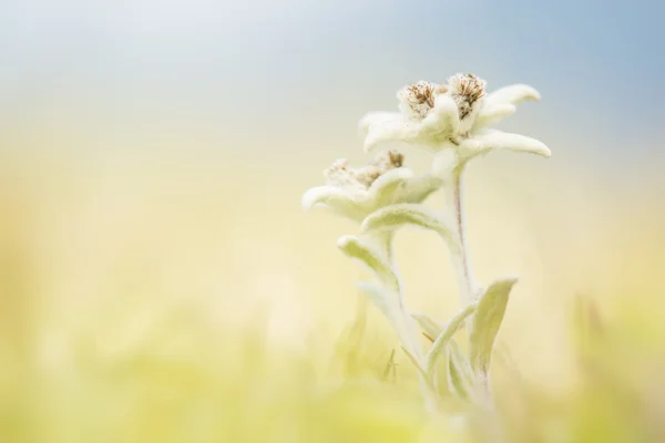 Zwei blühende Edelweißblüten — Stockfoto