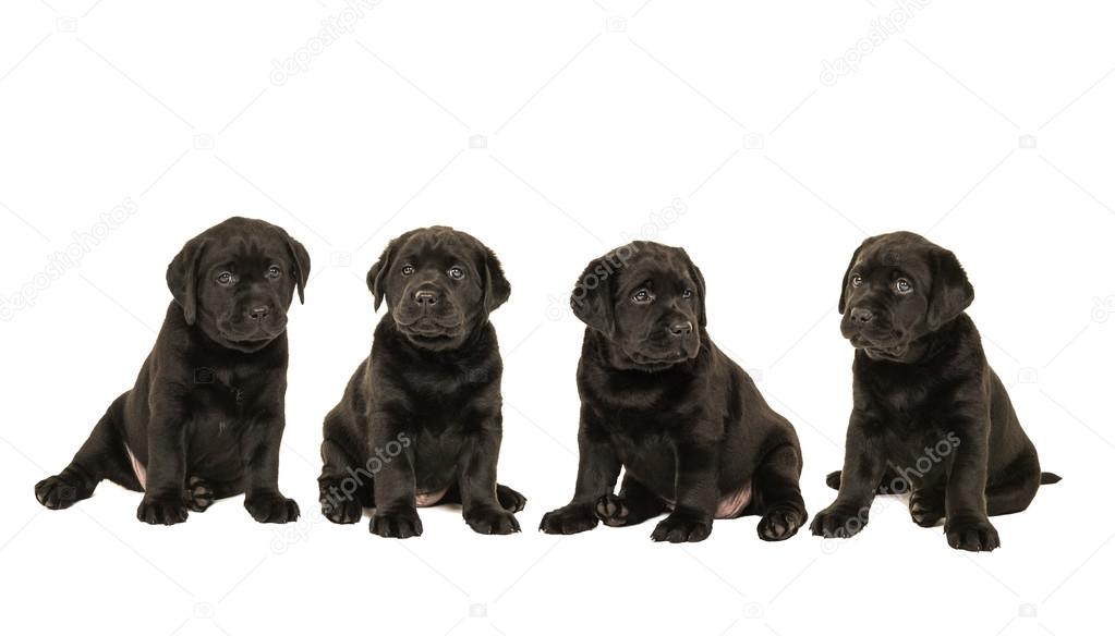 Four black sitting labrador retriever puppy dogs