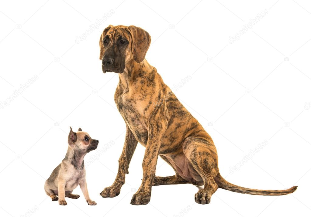 Great dane and chihuahua dog