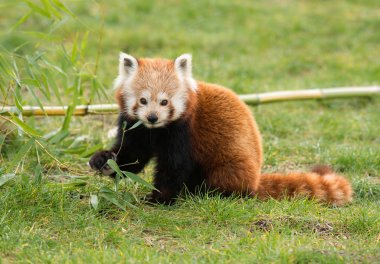 Cute red panda clipart