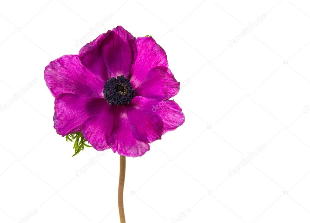 Isolated single pink anemone