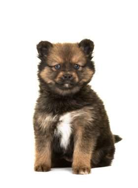 Oturan Pomsky köpek yavrusu
