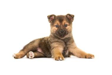 Sevimli köpek yavrusu pomsky yalan