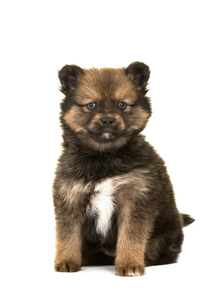 Oturan Pomsky köpek yavrusu