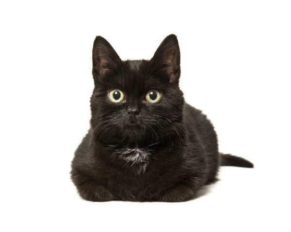 Gatinho preto bonito jovem gato deitado — Fotografia de Stock