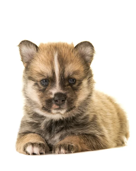 Aranyos pomsky kiskutya kutya fekve — Stock Fotó