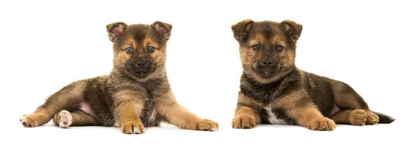 Dois cachorros pomsky deitado — Fotografia de Stock