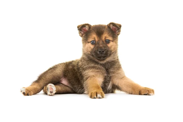 Cute liggen pomsky puppy hondje — Stockfoto