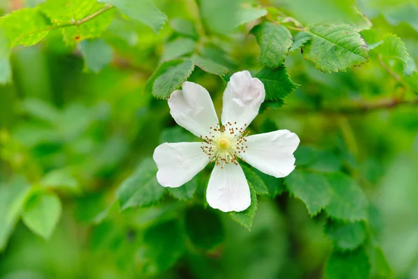 Blume Der Hundsrose Heckenrose Rosa Canina — Stockfoto
