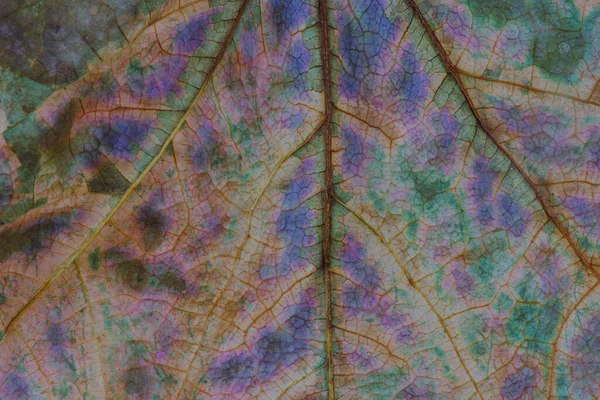 Texture Veins Colors Dead Leaf Close — Stock Photo, Image
