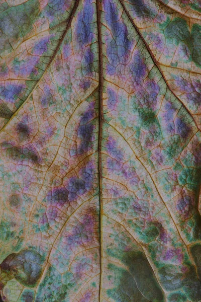 Текстура Вены Цвета Мертвого Листа Крупным Планом — стоковое фото