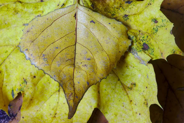 Texture Veines Couleurs Des Feuilles Mortes Gros Plan — Photo