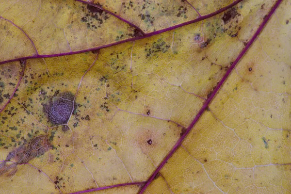 Texture Veines Couleurs Des Feuilles Mortes Gros Plan — Photo