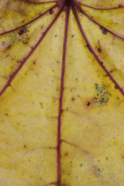 Texture Veines Couleurs Des Feuilles Mortes Gros Plan — Photo