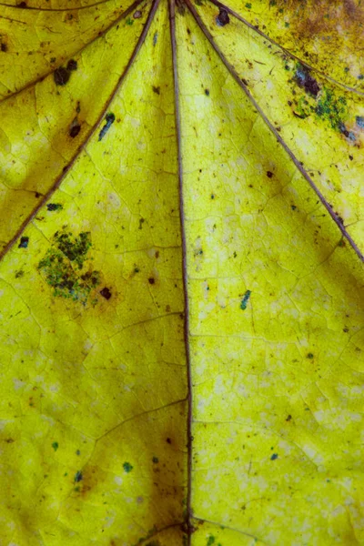 Texture Veins Colors Dead Leaf Close — Stock Photo, Image